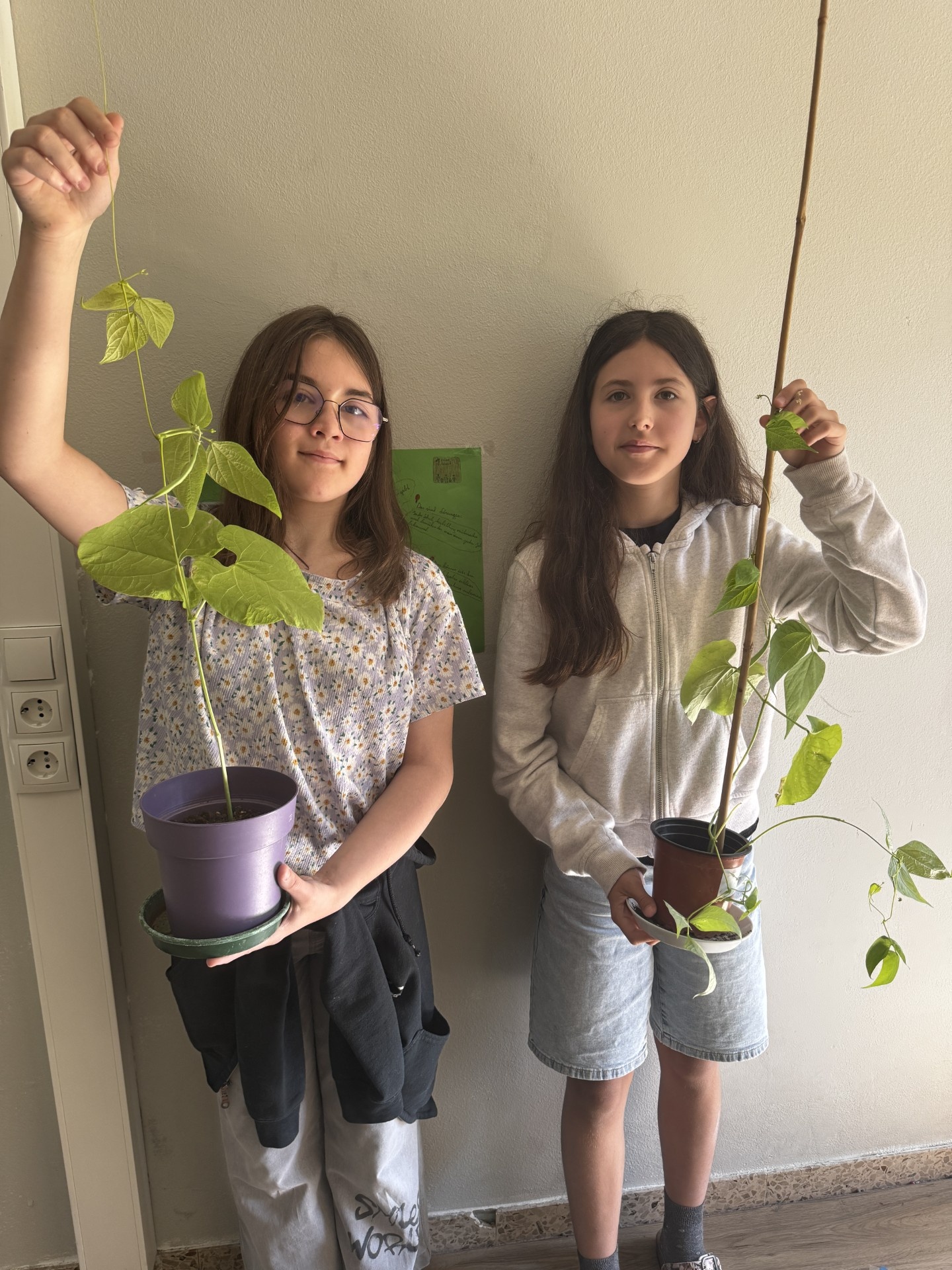 Bohnenprojekt der 1d 🌱